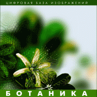 Ботаника. (Цифровая база изображений) - fgospostavki.ru - Минусинск