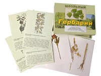 Гербарий "Систематика растений. Семейство Бобовые. Злаки" (раздаточный) - fgospostavki.ru - Минусинск