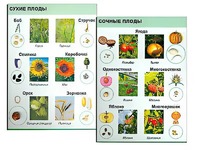Коллекция "Семена и плоды" - fgospostavki.ru - Минусинск