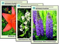 Гербарий фотографический "Основные группы растений" - fgospostavki.ru - Минусинск
