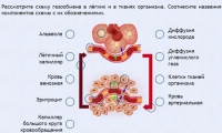 Интерактивные курсы. Биология 9 класс. Расширенный. - fgospostavki.ru - Минусинск