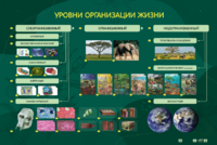 Электрифицированный стенд "Уровни организации жизни" - fgospostavki.ru - Минусинск
