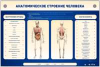 Электрифицированный стенд-тренажер c макетом скелета "Анатомическое строение человека" - fgospostavki.ru - Минусинск