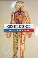 Модель барельефная "Кровеносная система человека" - fgospostavki.ru - Минусинск