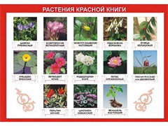 Таблица демонстрационная "Растения Красной книги" (винил 100*140) - fgospostavki.ru - Минусинск