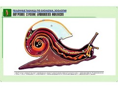 Рельефная таблица "Внутреннее строение брюхоногого моллюска" (формат А1, матовое ламинирование) - fgospostavki.ru - Минусинск