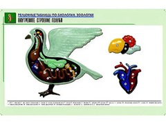 Рельефная таблица "Внутреннее строение голубя" (формат А1, матовое ламинирование) - fgospostavki.ru - Минусинск
