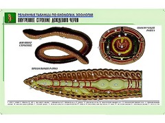 Рельефная таблица "Внутреннее строение дождевого червя" (формат А1, матовое ламинирование) - fgospostavki.ru - Минусинск