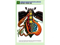 Рельефная таблица "Внутреннее строение жука" (формат А1, матовое ламинирование) - fgospostavki.ru - Минусинск