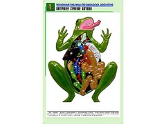 Рельефная таблица "Внутреннее строение лягушки" (формат А1, матовое ламинирование) - fgospostavki.ru - Минусинск