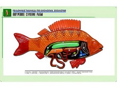 Рельефная таблица "Внутреннее строение рыбы" (формат А1, матовое ламинирование) - fgospostavki.ru - Минусинск