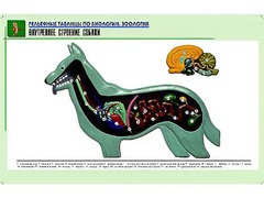 Рельефная таблица "Внутреннее строение собаки" (формат А1, матовое ламинирование) - fgospostavki.ru - Минусинск