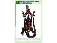 Рельефная таблица "Внутреннее строение ящерицы" (формат А1, матовое ламинирование) - fgospostavki.ru - Минусинск