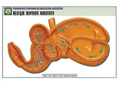 Рельефная таблица "Желудок жвачного животного" (формат А1, матовое ламинирование) - fgospostavki.ru - Минусинск