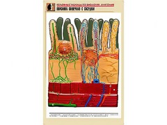 Рельефная таблица "Ворсинка кишечная с сосудом" (формат А1, матовое ламинирование) - fgospostavki.ru - Минусинск