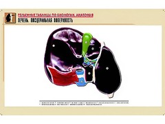 Рельефная таблица "Печень. Висцеральная поверхность" (формат А1, матовое ламинирование) - fgospostavki.ru - Минусинск