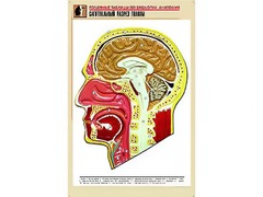 Рельефная таблица "Сагиттальный разрез головы" (формат А1, матовое ламинирование) - fgospostavki.ru - Минусинск