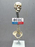 Модель "Позвоночник с черепом и тазом" - fgospostavki.ru - Минусинск