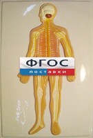 Модель барельефная "Нервная система человека" - fgospostavki.ru - Минусинск