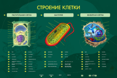 Электрифицированный стенд "Строение клетки" с маркерными полями - fgospostavki.ru - Минусинск