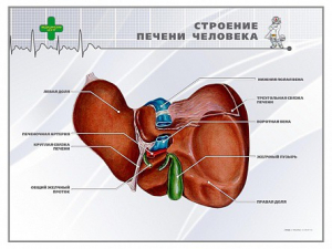 Стенд "Строение печени человека" - fgospostavki.ru - Минусинск