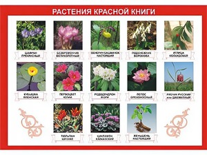 Таблица демонстрационная "Растения Красной книги" (винил 70*100) - fgospostavki.ru - Минусинск