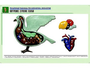 Рельефная таблица "Внутреннее строение голубя" (формат А1, матовое ламинирование) - fgospostavki.ru - Минусинск