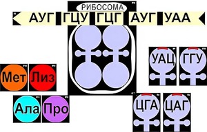 Модель-аппликация "Биосинтез белка" (ламинированная) - fgospostavki.ru - Минусинск