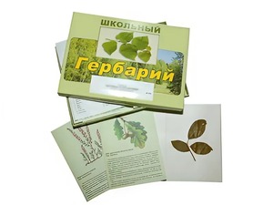 Гербарий "Дикорастущие растения" (30 видов, с иллюстрациями) - fgospostavki.ru - Минусинск
