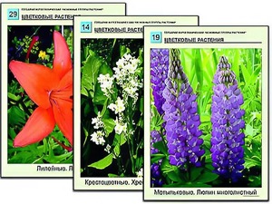 Гербарий фотографический "Основные группы растений" - fgospostavki.ru - Минусинск
