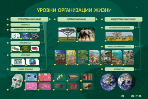 Электрифицированный стенд "Уровни организации жизни" - fgospostavki.ru - Минусинск