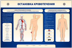 Электрифицированный стенд-тренажер "Остановка кровотечения" - fgospostavki.ru - Минусинск
