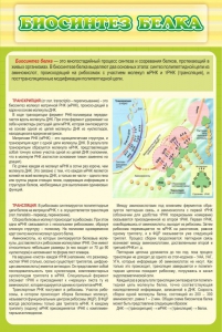 Стенд "Биосинтез белка" - fgospostavki.ru - Минусинск