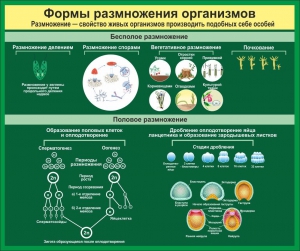 Стенд "Формы размножения организмов" - fgospostavki.ru - Минусинск