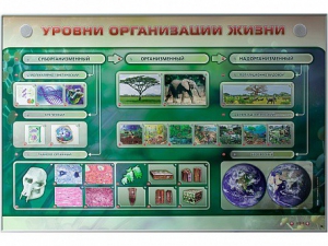 Электрифицированный стенд "Уровни организации жизни" - fgospostavki.ru - Минусинск