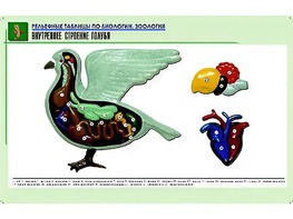 Рельефная таблица "Внутреннее строение голубя" (формат А1, матовое ламинирование) - fgospostavki.ru - Минусинск