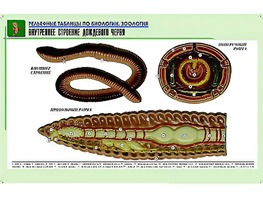 Рельефная таблица "Внутреннее строение дождевого червя" (формат А1, матовое ламинирование) - fgospostavki.ru - Минусинск