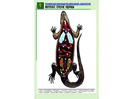 Рельефная таблица "Внутреннее строение ящерицы" (формат А1, матовое ламинирование) - fgospostavki.ru - Минусинск