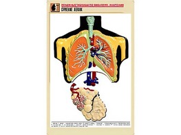 Рельефная таблица "Строение легких" (формат А1, матовое ламинирование) - fgospostavki.ru - Минусинск