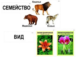 Модель-аппликация "Классификация растений и животных" (ламинированная) - fgospostavki.ru - Минусинск
