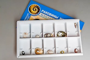 Коллекция "Раковины моллюсков" - fgospostavki.ru - Минусинск
