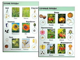 Коллекция "Семена и плоды" - fgospostavki.ru - Минусинск