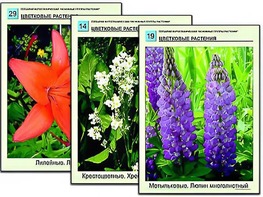 Гербарий фотографический "Основные группы растений" - fgospostavki.ru - Минусинск