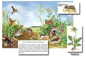 Магнитный плакат-аппликация "Луг: биоразнообразие и взаимосвязи в сообществе" - fgospostavki.ru - Минусинск