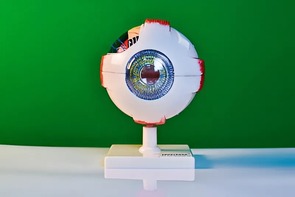 Модель глаза - fgospostavki.ru - Минусинск