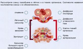 Интерактивные курсы. Биология 9 класс. Расширенный. - fgospostavki.ru - Минусинск