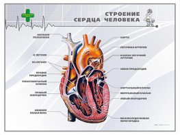 Стенд "Строение сердца человека" - fgospostavki.ru - Минусинск