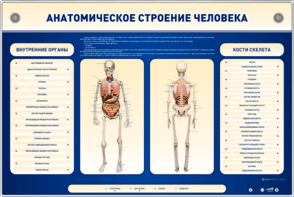 Электрифицированный стенд-тренажер c макетом скелета "Анатомическое строение человека" - fgospostavki.ru - Минусинск
