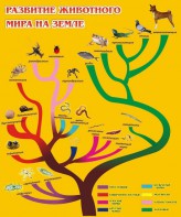 Стенд "Развитие животного мира на земле" - fgospostavki.ru - Минусинск